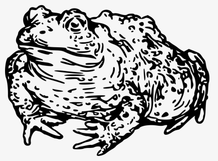 Warty Toad - Toad Black And White Clipart, HD Png Download, Free Download