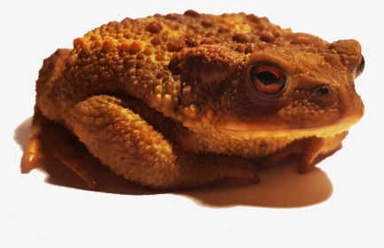 Oak Toad, HD Png Download, Free Download