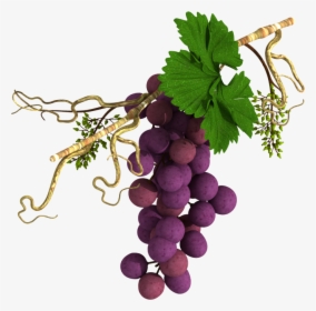 Grape Vine In Horizontal Alignment - Religious Grape Vines, HD Png Download, Free Download