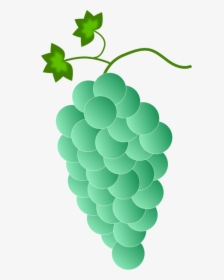 Grapevine Family Png - Grapes Color, Transparent Png, Free Download