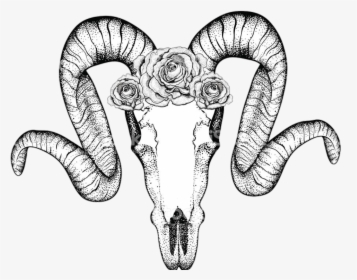 Zentangle Ram Skulls , Png Download - Goat Skull Drawing, Transparent Png, Free Download