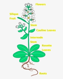 Flower With Roots Panda - Arabidopsis Thaliana Plant Labeled, HD Png Download, Free Download