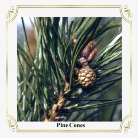 Pine Cones - Alice Aux Pays Des Merveilles, HD Png Download, Free Download