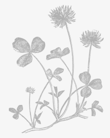 Wife Plant Graphic - Buttercup, HD Png Download, Free Download
