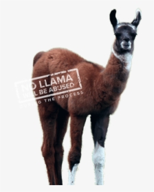 Winamp Lama, HD Png Download, Free Download