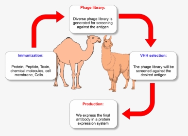 Transparent Antibodies Png - Participatory Monitoring And Evaluation In Forestry, Png Download, Free Download