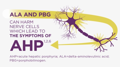 Acute Hepatic Porphyria Is Caused By A Build-up Of - Graphic Design, HD Png Download, Free Download