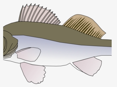 Transparent Sailfish Clipart - Big Fish Clipart, HD Png Download, Free Download