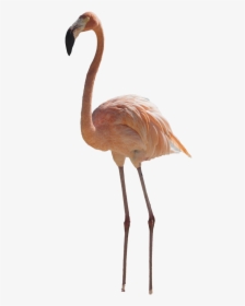 Real Flamingo Png Pic - Flamingo Transparent, Png Download, Free Download