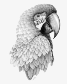 Parrot Bird Pencil Sketch Head Transprent Png - Macaw Pencil Drawing, Transparent Png, Free Download