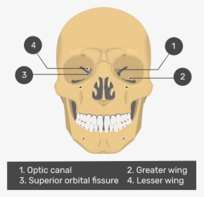 Anterior View Of The Sphenoid Bone - Vomer Inferior Nasal Concha, HD Png Download, Free Download