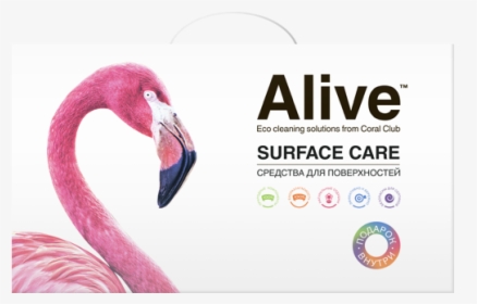 Greater Flamingo, HD Png Download, Free Download