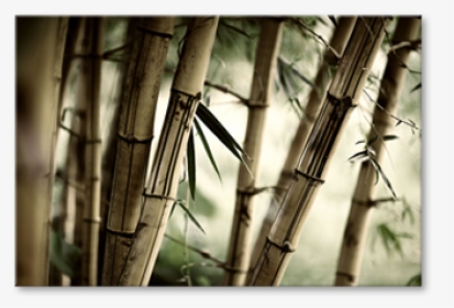 Trail In A Bamboo Forest, Selected Raymond Klein - Bamboo, HD Png Download, Free Download