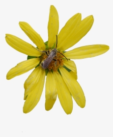 African Daisy, HD Png Download, Free Download