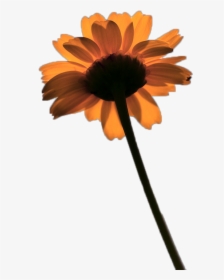 Flower, Orange, And Png Image - Black-eyed Susan, Transparent Png, Free Download