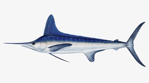 White Marlin, HD Png Download, Free Download