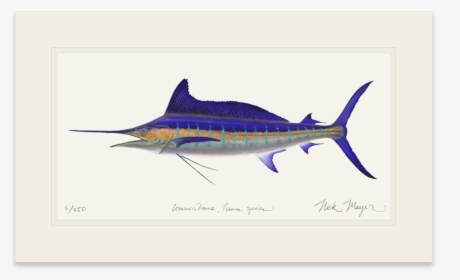 Striped Marlin - Striped Marlin Art, HD Png Download, Free Download