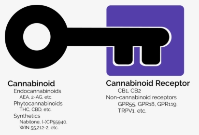 Photo From The Very Basic In And Outs Of The Endocannabinoid - Circle, HD Png Download, Free Download