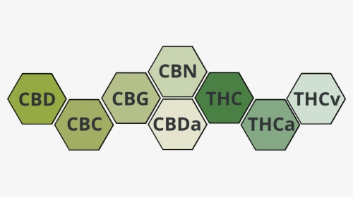 Cannabis Cannabinoide Grafik Thc Versus Cbd - Sign, HD Png Download, Free Download