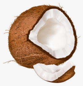 Coconut Clipart Png - Open Coconut Png, Transparent Png, Free Download