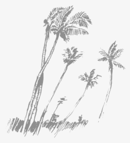 Transparent Black Palm Tree Png - Sketch, Png Download, Free Download