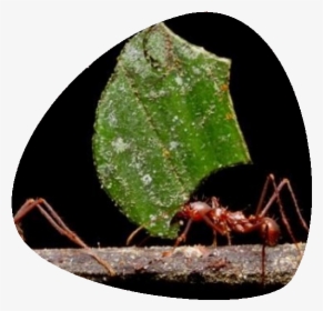 Hormiga - Ants Black Background, HD Png Download, Free Download