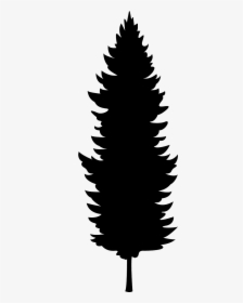 Douglas Fir Forest Graphic, HD Png Download, Free Download