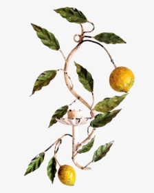 Vintage Lemon Png - Citrus, Transparent Png, Free Download