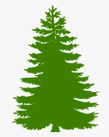 Pine Tree Vector Png, Transparent Png, Free Download