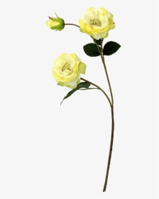 Flor De Camélia - Flores Em Galhos Reais Png, Transparent Png, Free Download