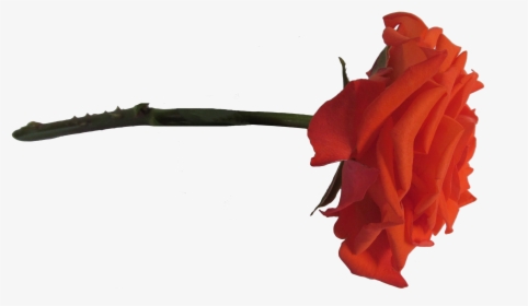 Rosa Laranja Png - Garden Roses, Transparent Png, Free Download