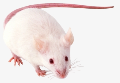 Mouse Rat Background Transparent - Крысы На Прозрачном Фоне, HD Png Download, Free Download