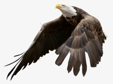 Bald Eagle Blank Background Png Image With Transparent - Bald Eagle Blank Background, Png Download, Free Download