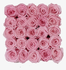 Garden Roses, HD Png Download, Free Download