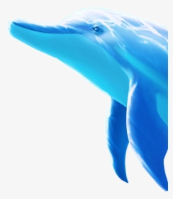 Dolphin, HD Png Download, Free Download