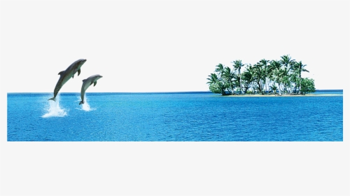 Dolphin Images Free Downloads - Sea Png File, Transparent Png, Free Download