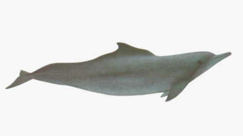 Sole, HD Png Download, Free Download