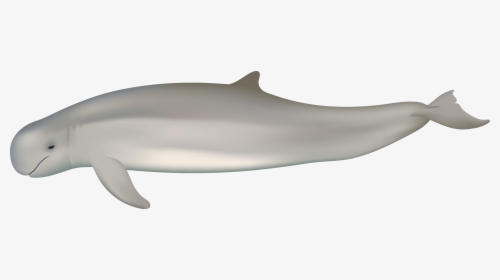 Australian Snubfin Dolphin Png, Transparent Png, Free Download