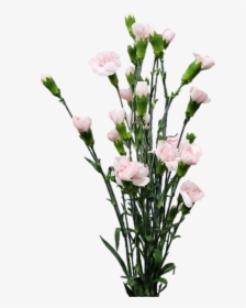 Spray Pinkissimo Jpg346a815b 8ee4 4ffd 995b A246ac29f9ad - Bouquet, HD Png Download, Free Download