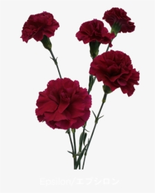Carnation Flower Clipart Vector Royalty Free Colibri - Carnation Flower Png Transparent, Png Download, Free Download