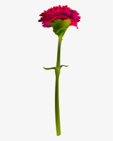 Carnation Flower Clipart Clip Transparent Stock Red - Red Carnation Png Transparent, Png Download, Free Download