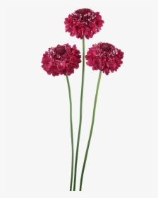 Scabiosa Focal Scoop Hot Pink, HD Png Download, Free Download