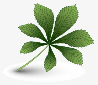 Лист Каштана, Зеленый Лист, Каштан, Chestnut Leaf, - Leaf, HD Png Download, Free Download
