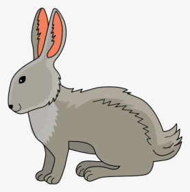 Domestic Rabbit, HD Png Download, Free Download