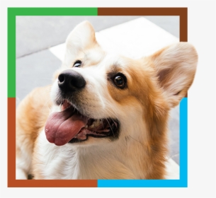 Cute Corgi, HD Png Download, Free Download