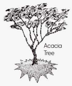 T Shirt Acacia Design, HD Png Download, Free Download