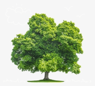 Cut Out Tree Summer Autumn, HD Png Download, Free Download