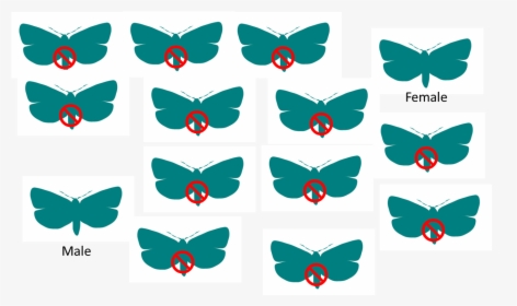 Sit Example - Papilio, HD Png Download, Free Download