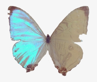 Thecla, HD Png Download, Free Download