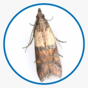 Pantry Moth, HD Png Download, Free Download